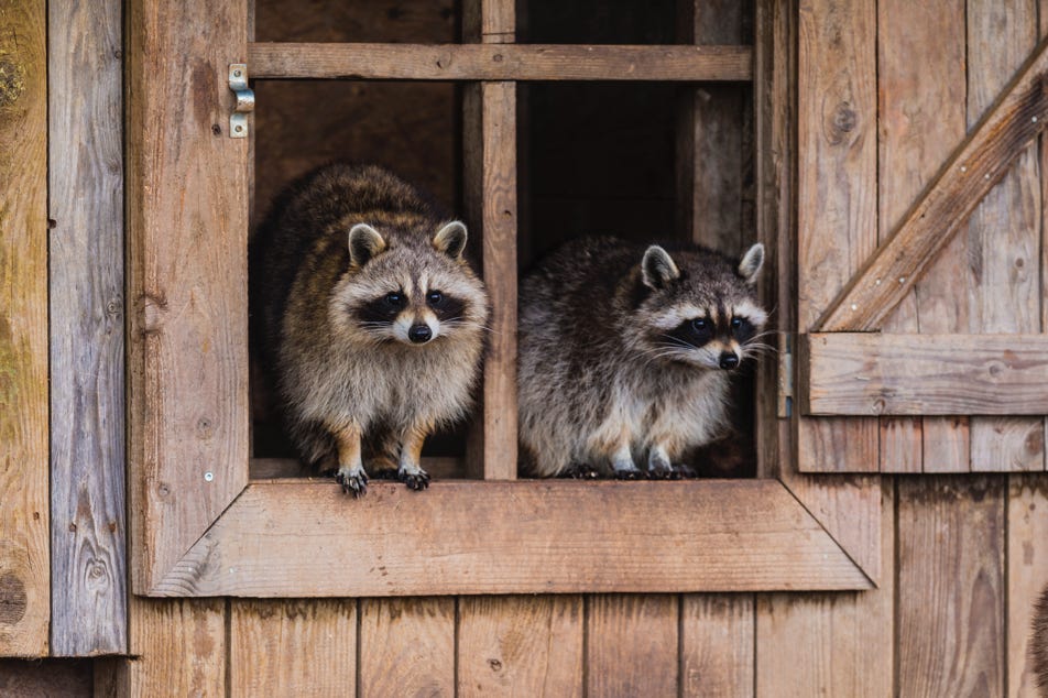 Ratons laveurs - Parc animalier de Sainte-Croix