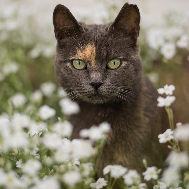 Chats