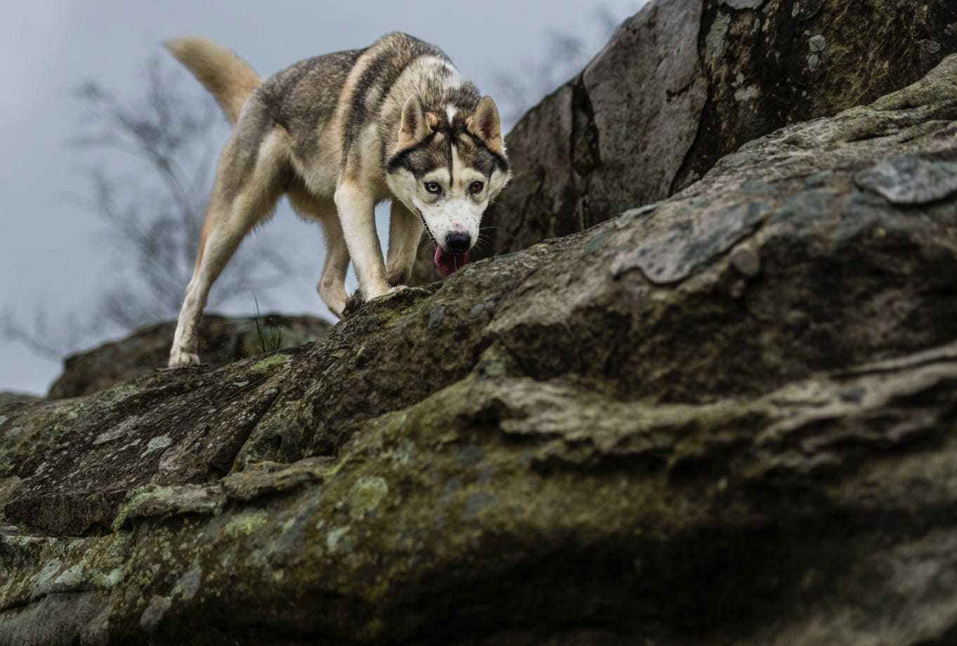 Husky dans les rochers d'Ermenonville