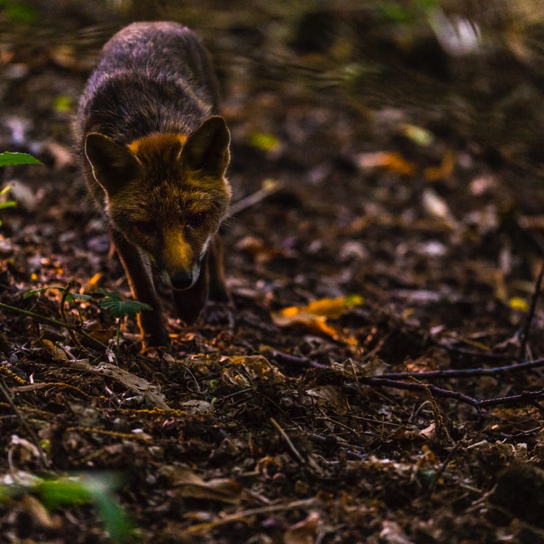 Renard roux