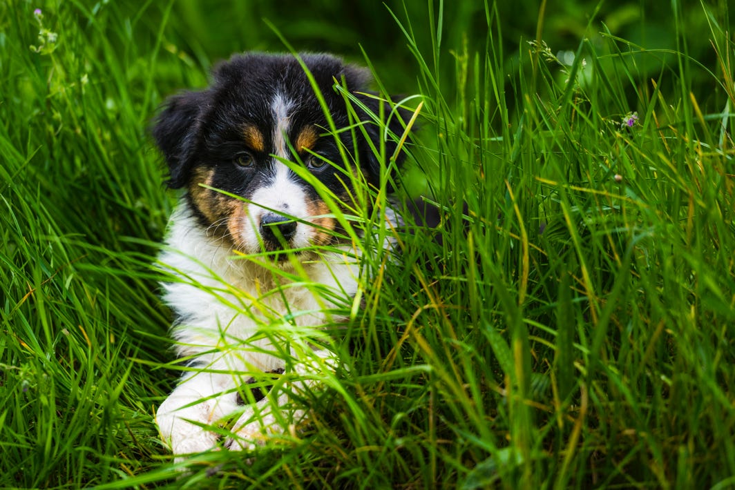 Chiot berger australien couché dans l'herbe