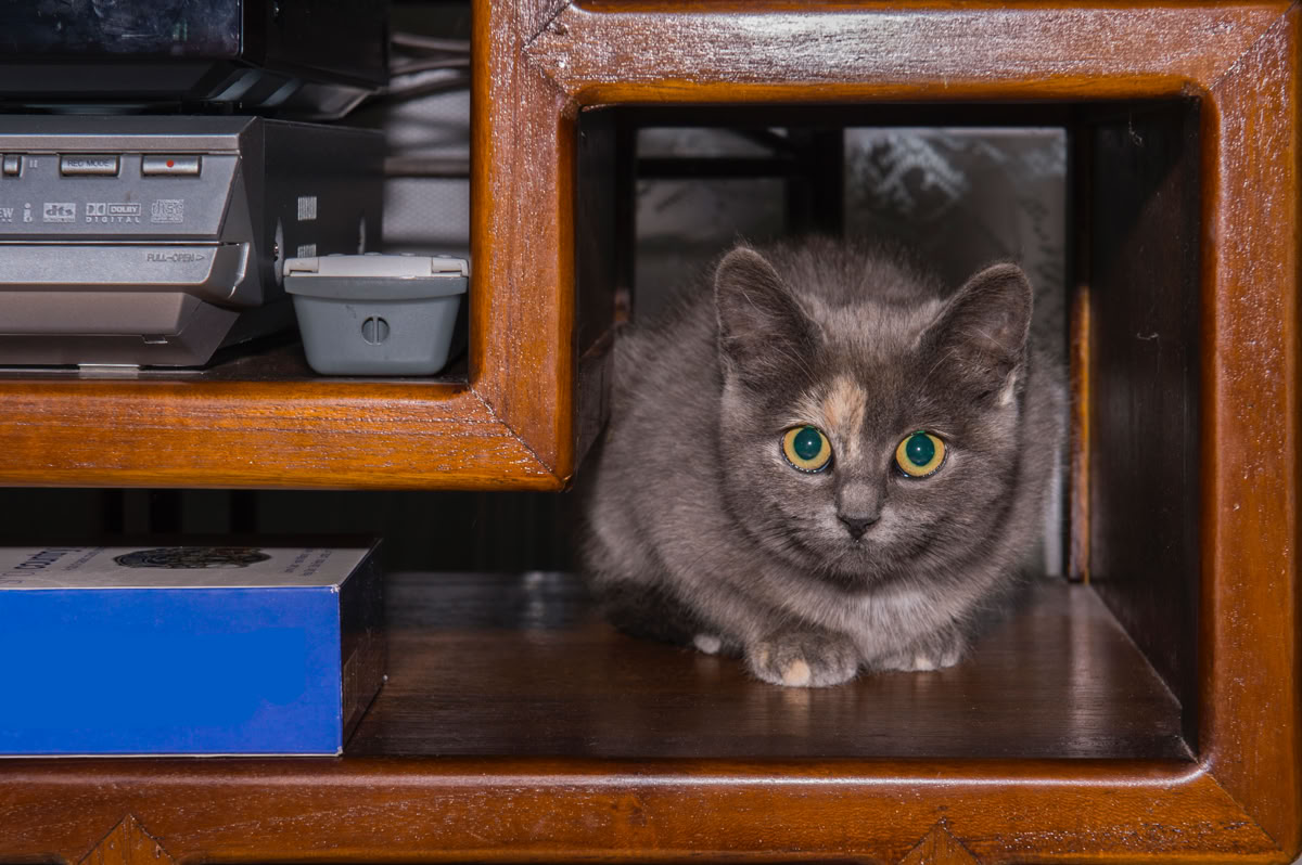 Chat dans un meuble de la maison