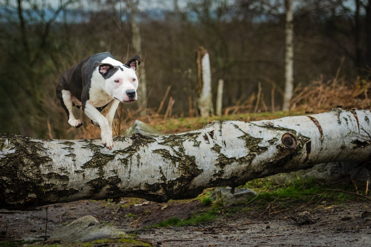 American Staffordshire Terrier sautant par dessus un arbre couché