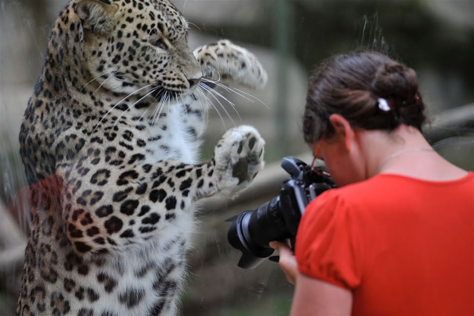 Penthère de Perse et la photographe - Zooparc de Beauval