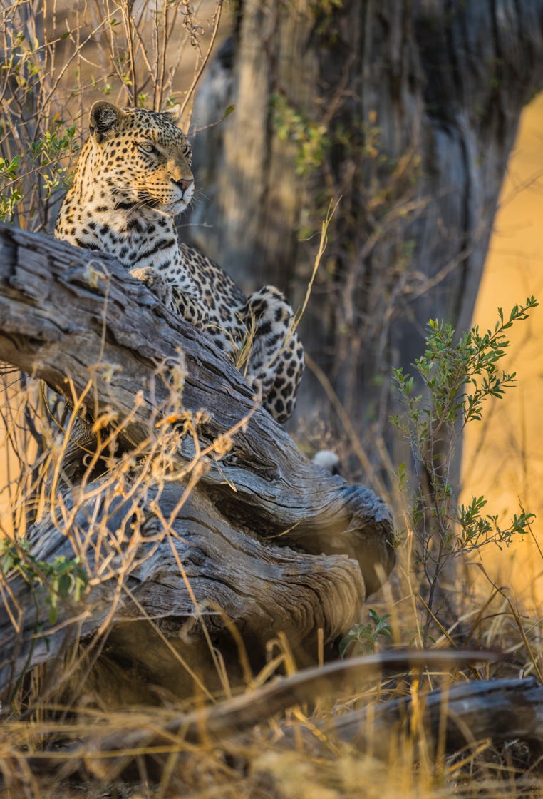 Léopard perché dans un arbre - Botswana