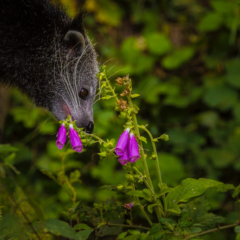 Binturong - Zooparc de Trégomeur
