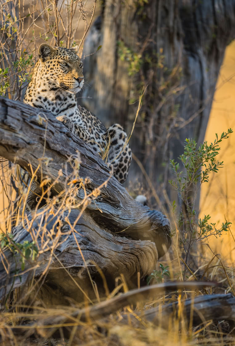 Léopard perché dans un arbre - Botswana
