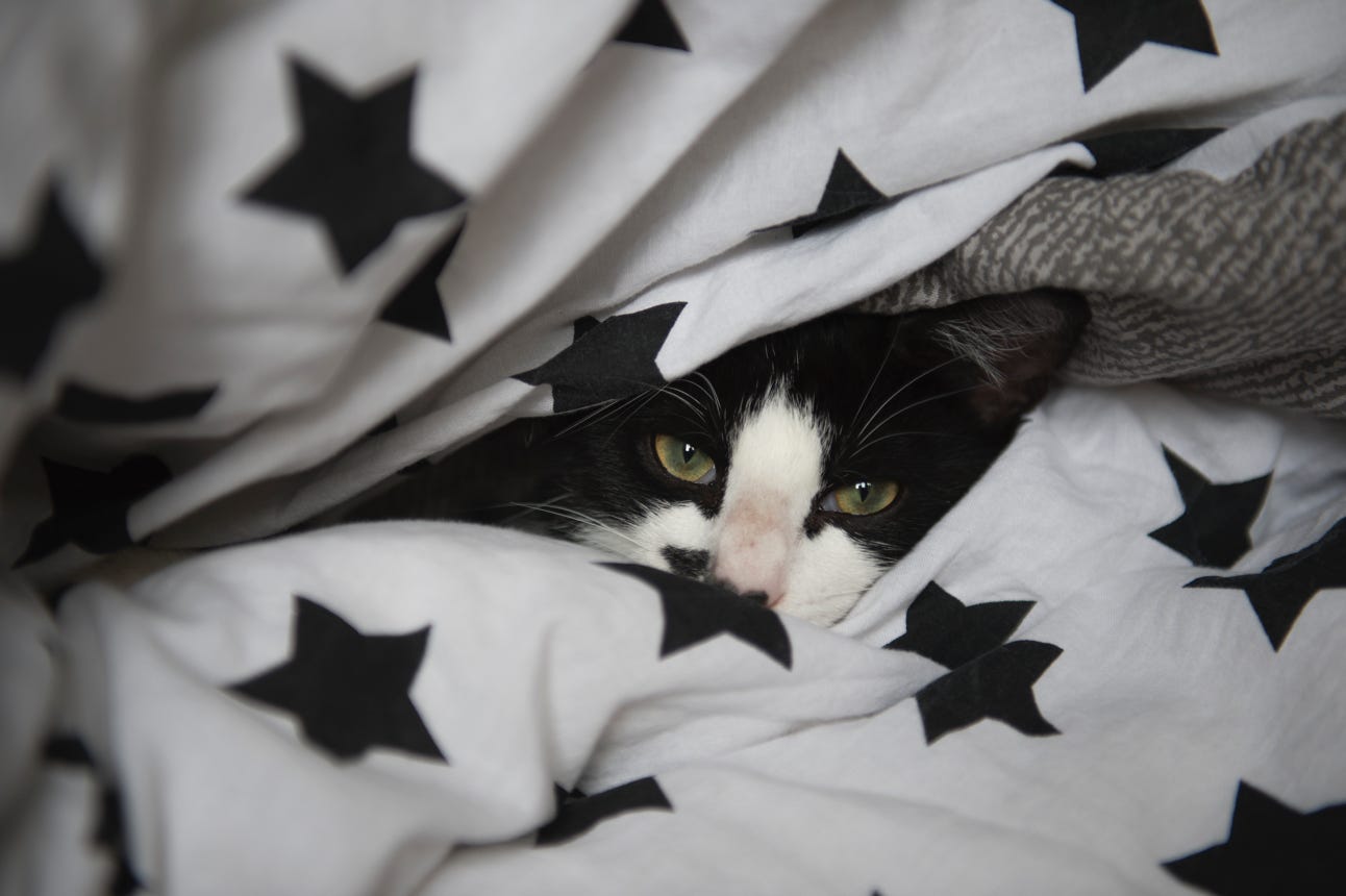 Chat dans la couette