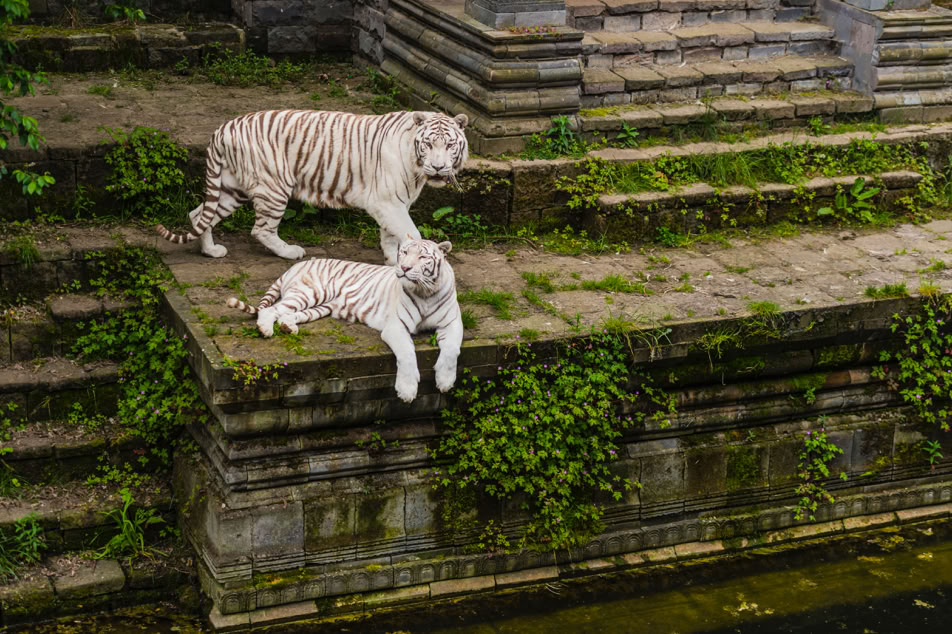 Tigres blancs - Pairi Daiza