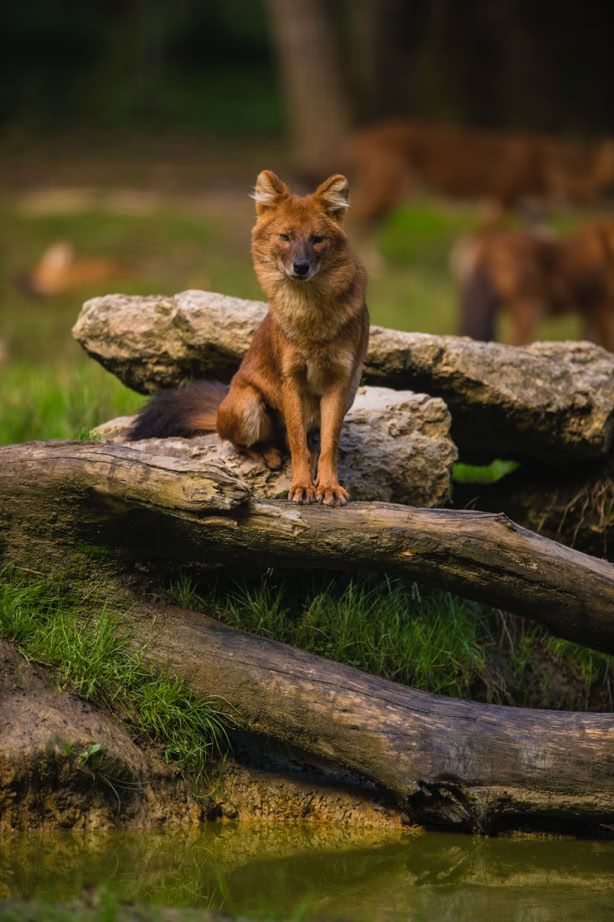 Dhole - Réserve Zoologique de la Haute Touche