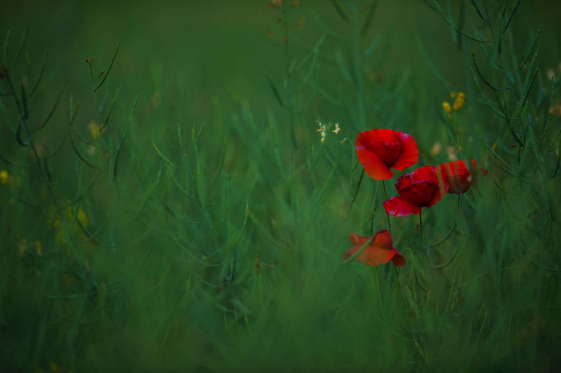 Coquelicot