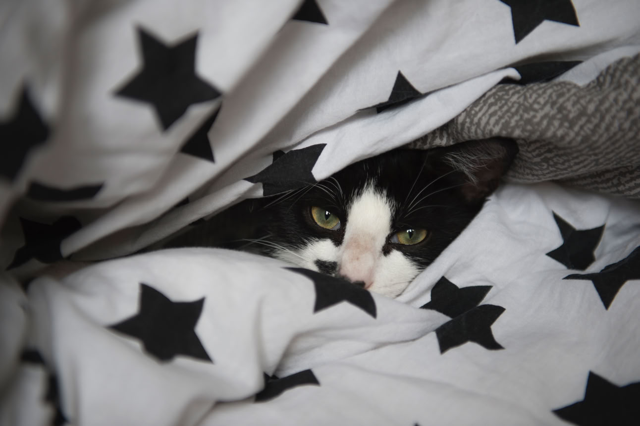 Chat dans la couette