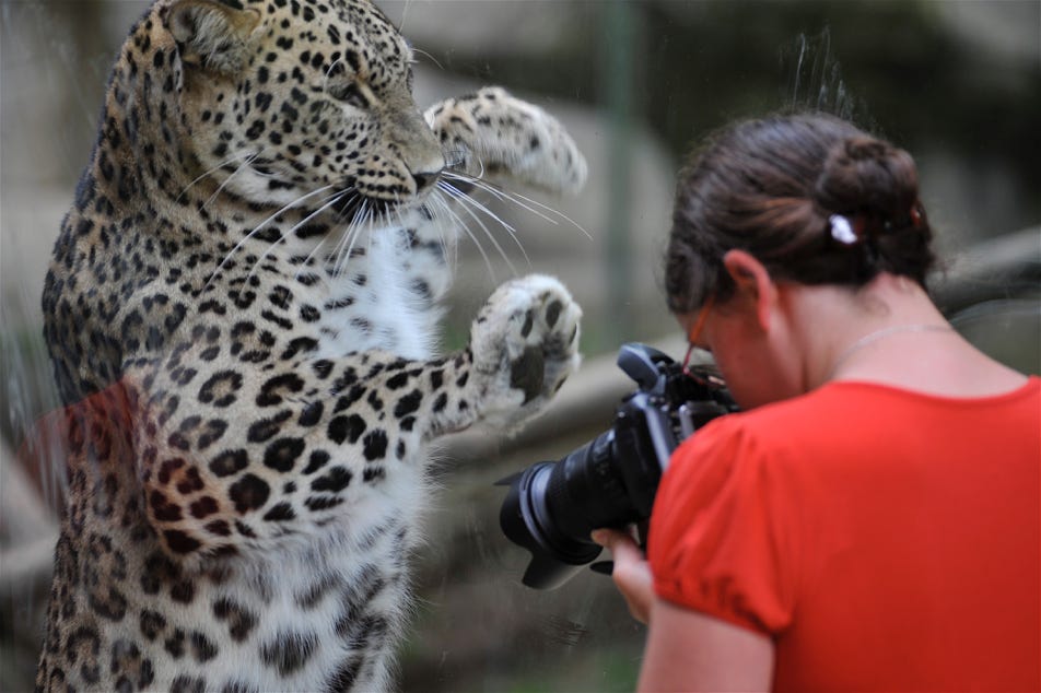 Penthère de Perse et la photographe - Zooparc de Beauval
