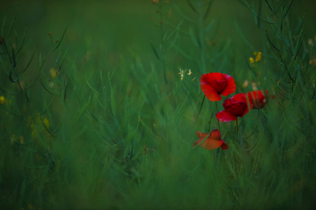 Coquelicot