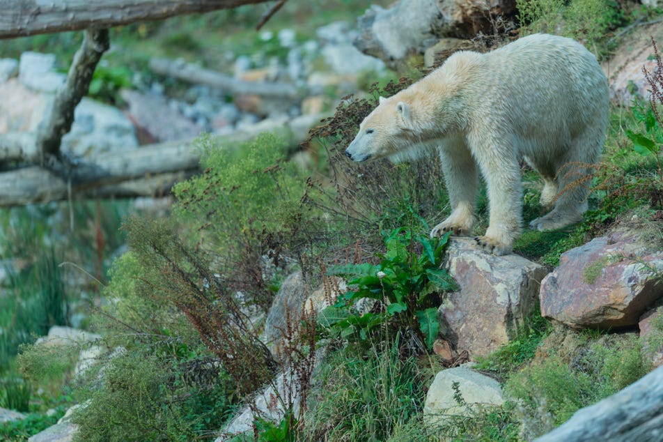 Penthère de Perse et la photographe - Zooparc de Beauval