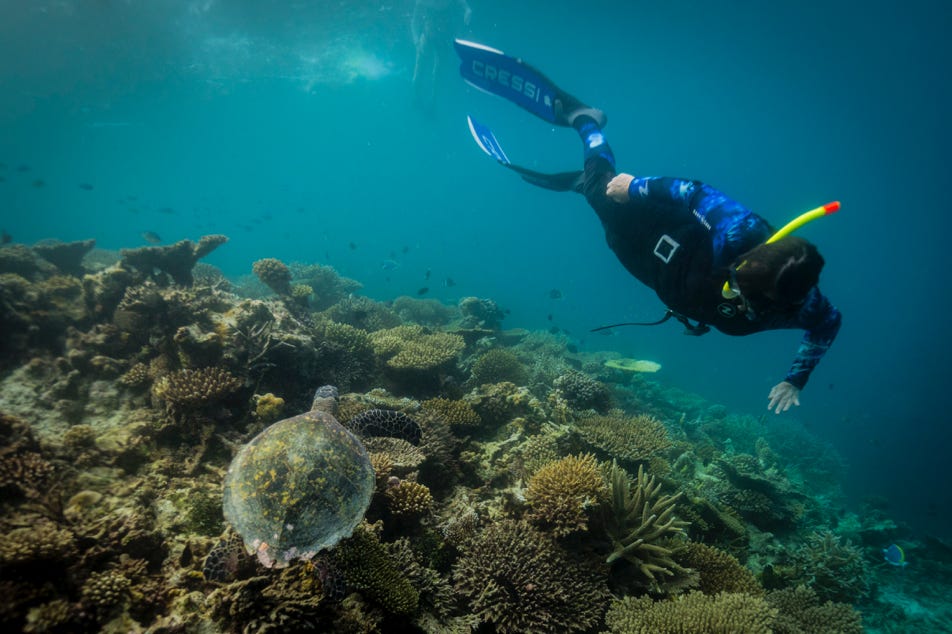 La sirène et la tortue - Maldives